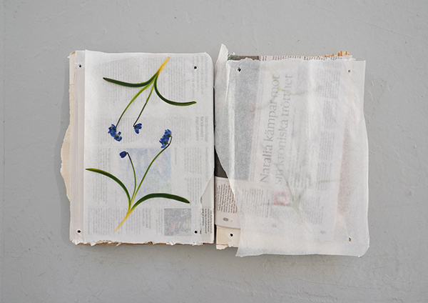 20220411_Centerfold Scilla
